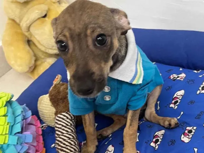 Cachorro ra a SRD-ViraLata idade 2 a 6 meses nome Bee