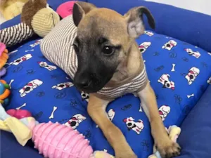 Cachorro raça SRD-ViraLata idade 2 a 6 meses nome Barney 