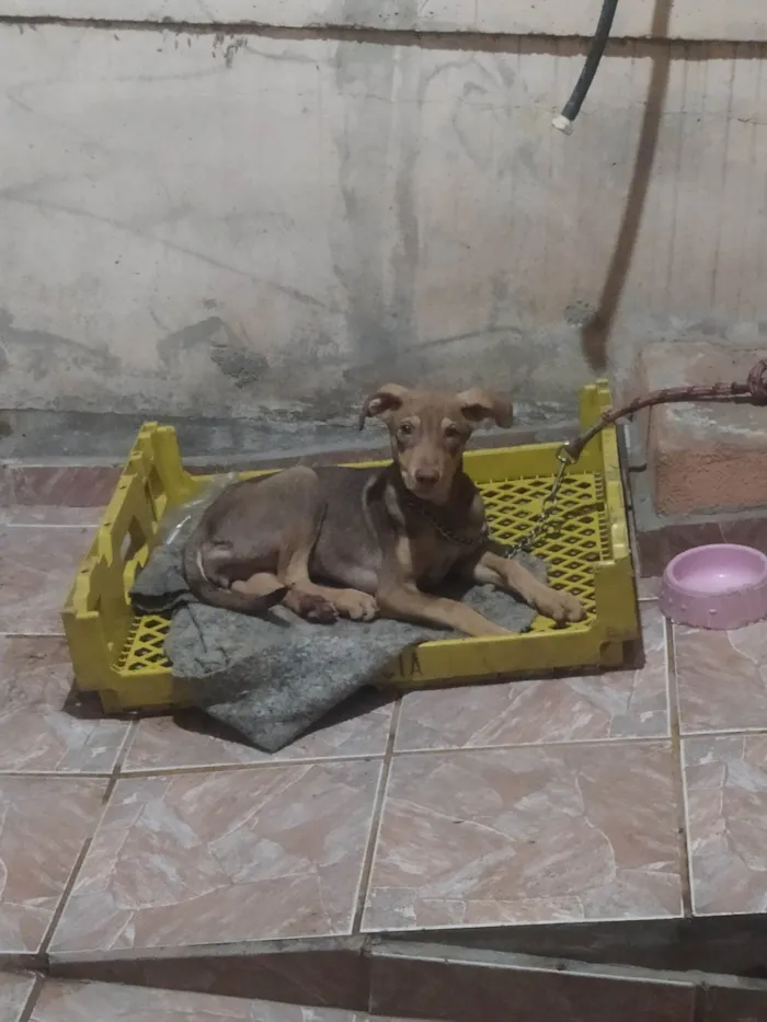 Cachorro ra a SRD-ViraLata idade 1 ano nome Luna 