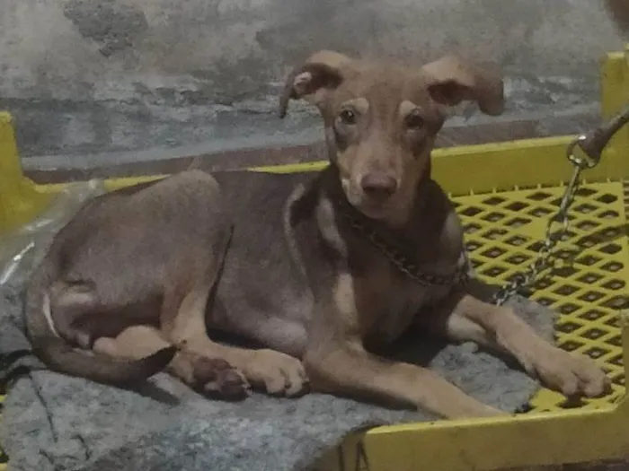 Cachorro ra a SRD-ViraLata idade 1 ano nome Luna 