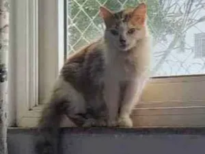 Gato raça SRD-ViraLata idade 1 ano nome Morgana