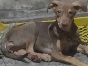 Cachorro raça SRD-ViraLata idade 1 ano nome Luna 
