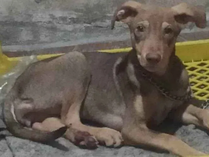 Cachorro ra a SRD-ViraLata idade 1 ano nome Luna 