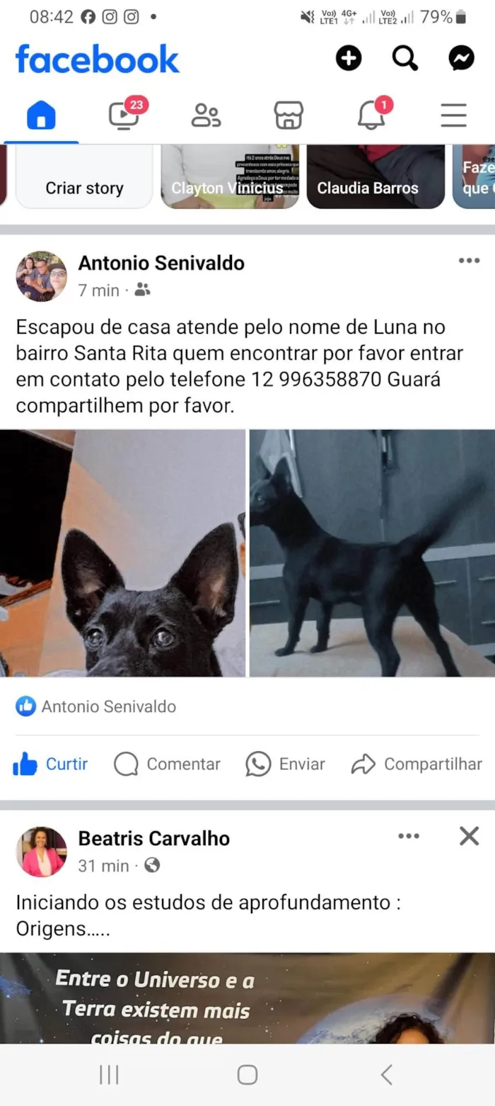 Cachorro ra a SRD-ViraLata idade 3 anos nome Luna