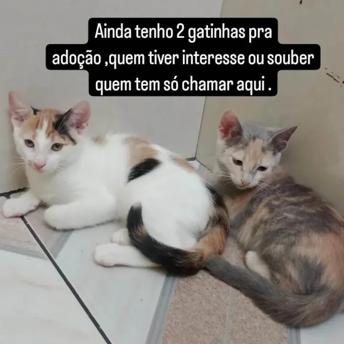Gato ra a  idade 2 a 6 meses nome Sem nome definido 