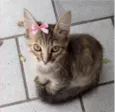 Lilica