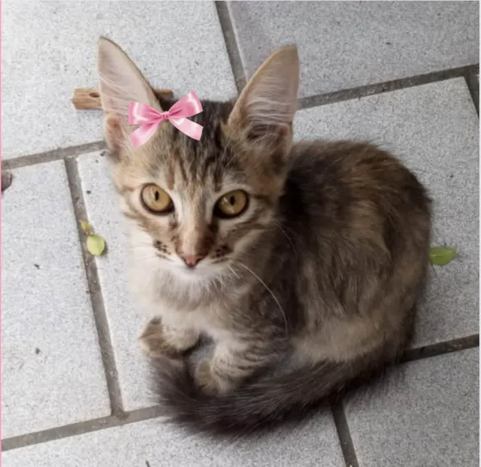 Gato ra a SRD-ViraLata idade 2 a 6 meses nome Lilica
