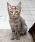 Lilica