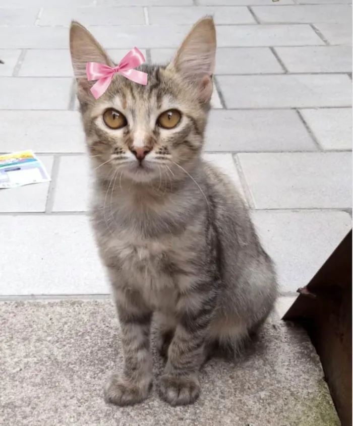 Gato ra a SRD-ViraLata idade 2 a 6 meses nome Lilica