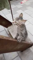 Lilica