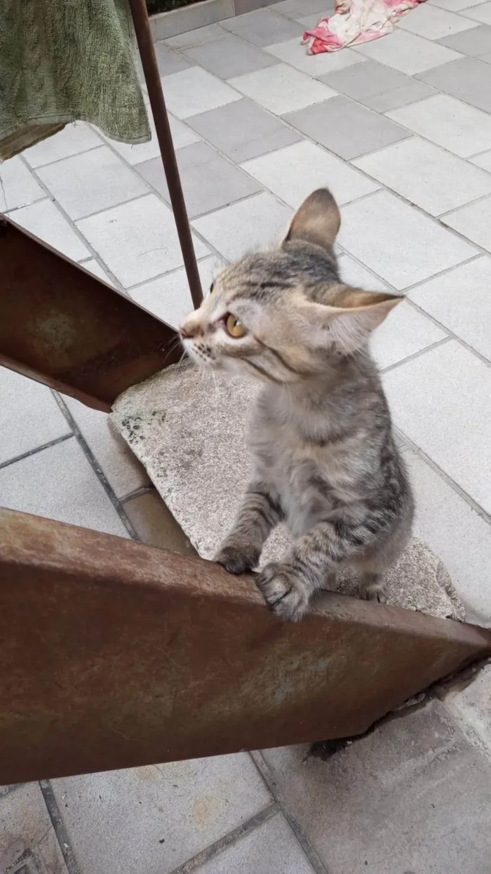 Gato ra a SRD-ViraLata idade 2 a 6 meses nome Lilica