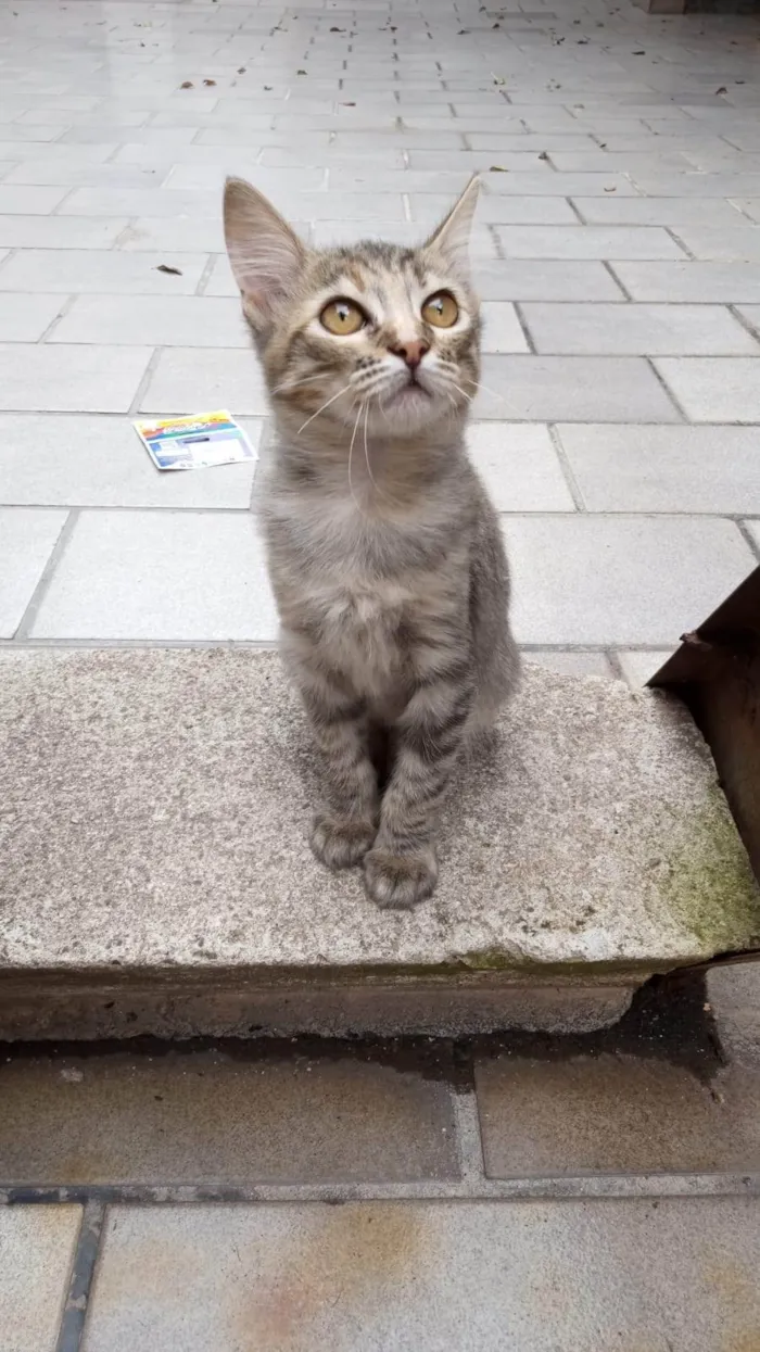 Gato ra a SRD-ViraLata idade 2 a 6 meses nome Lilica
