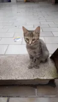 Lilica