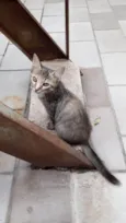 Lilica