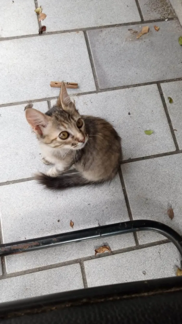 Gato ra a SRD-ViraLata idade 2 a 6 meses nome Lilica