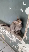 Lilica