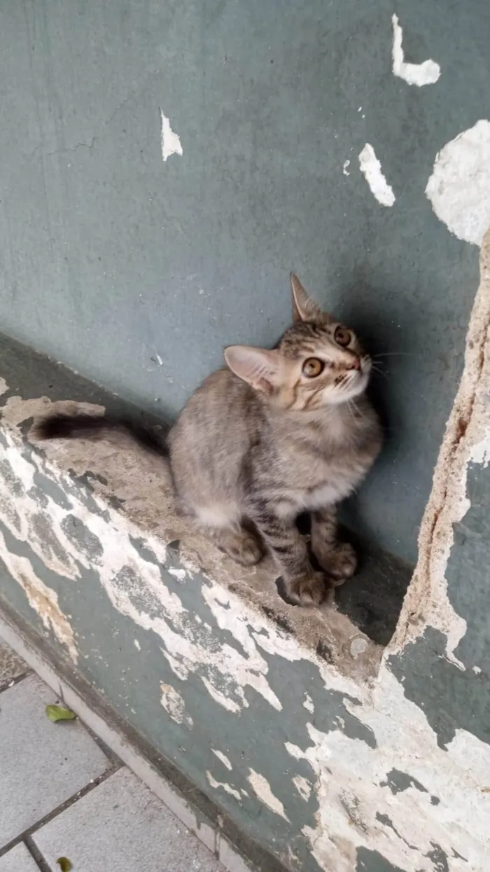 Gato ra a SRD-ViraLata idade 2 a 6 meses nome Lilica