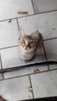 Lilica