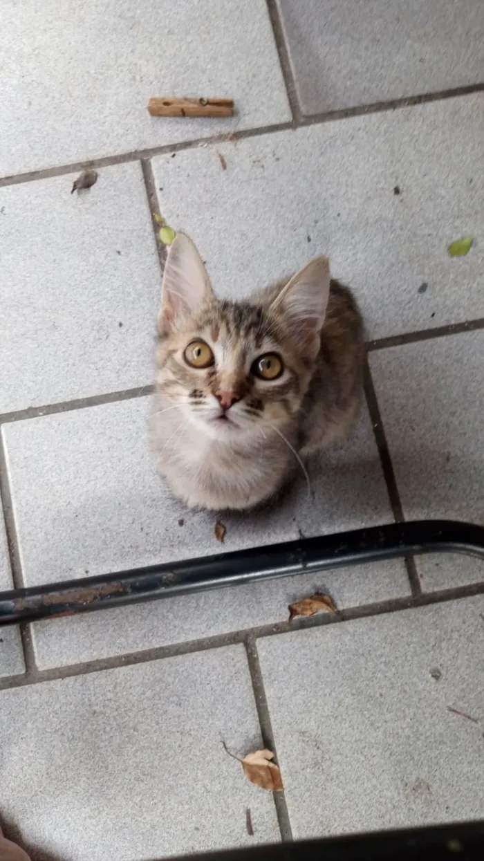 Gato ra a SRD-ViraLata idade 2 a 6 meses nome Lilica