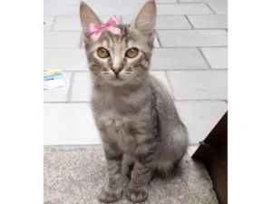 Gato raça SRD-ViraLata idade 2 a 6 meses nome Lilica