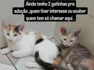 Gato raça  idade 2 a 6 meses nome Sem nome definido 