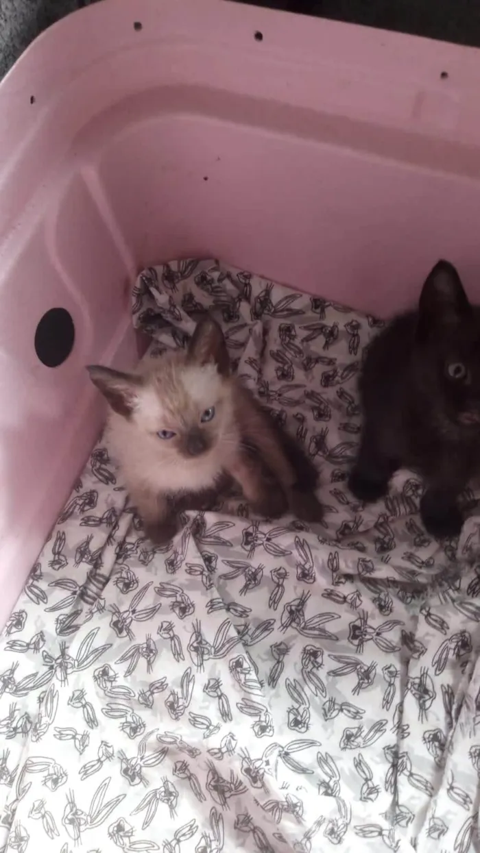 Gato ra a SRD-ViraLata idade Abaixo de 2 meses nome Greta