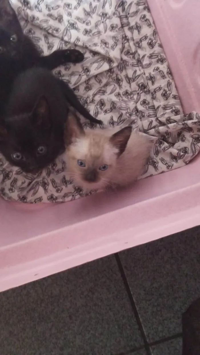 Gato ra a SRD-ViraLata idade Abaixo de 2 meses nome Greta
