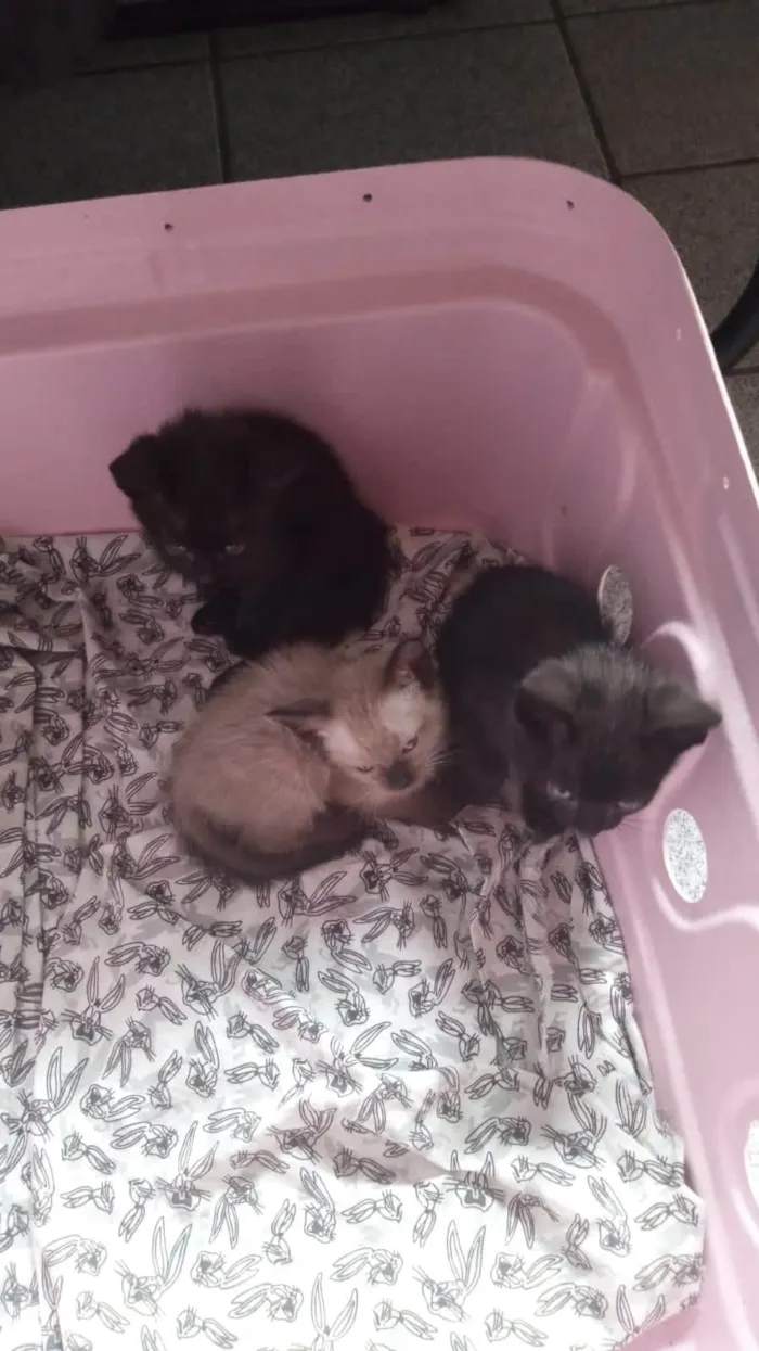 Gato ra a SRD-ViraLata idade Abaixo de 2 meses nome Greta