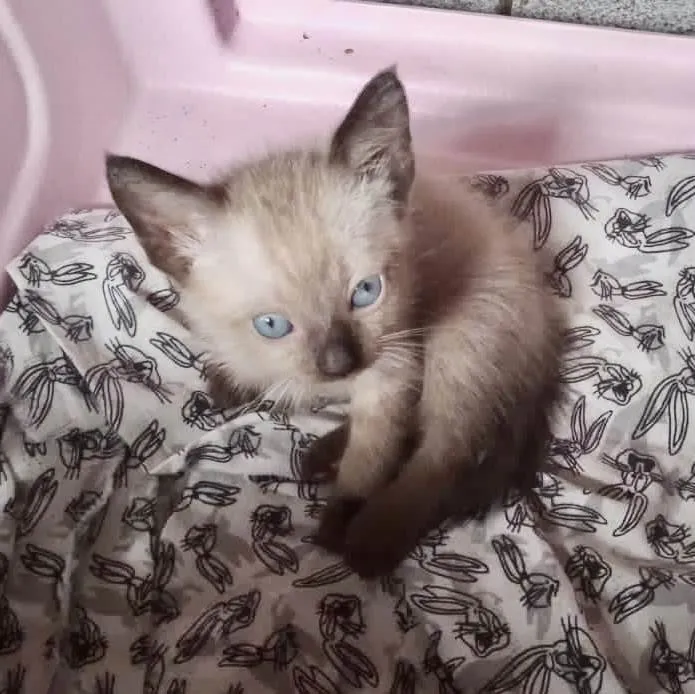 Gato ra a SRD-ViraLata idade Abaixo de 2 meses nome Greta