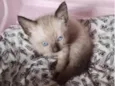 Greta