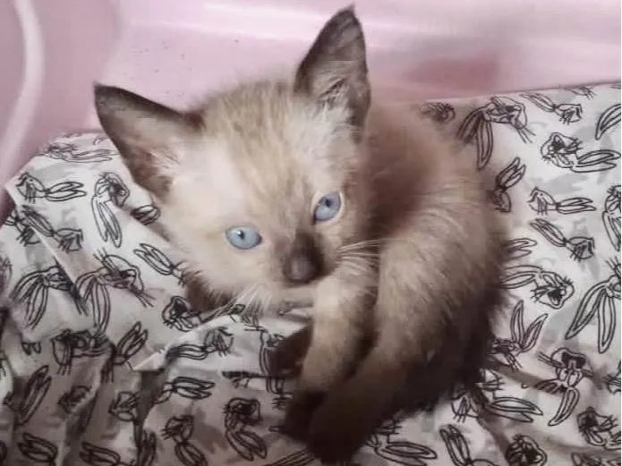 Gato ra a SRD-ViraLata idade Abaixo de 2 meses nome Greta
