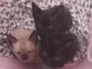 Gato raça SRD-ViraLata idade Abaixo de 2 meses nome Greta