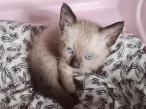 Gato raça SRD-ViraLata idade Abaixo de 2 meses nome Greta
