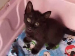 Gato raça SRD-ViraLata idade 2 a 6 meses nome Bryan