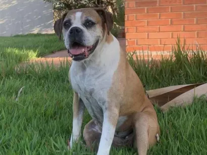 Cachorro raça Boxer idade 6 ou mais anos nome Bela