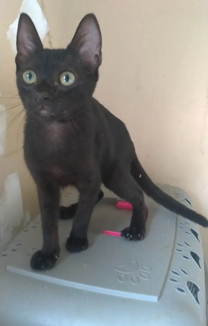 Gato ra a SRD-ViraLata idade 2 a 6 meses nome Feijão 