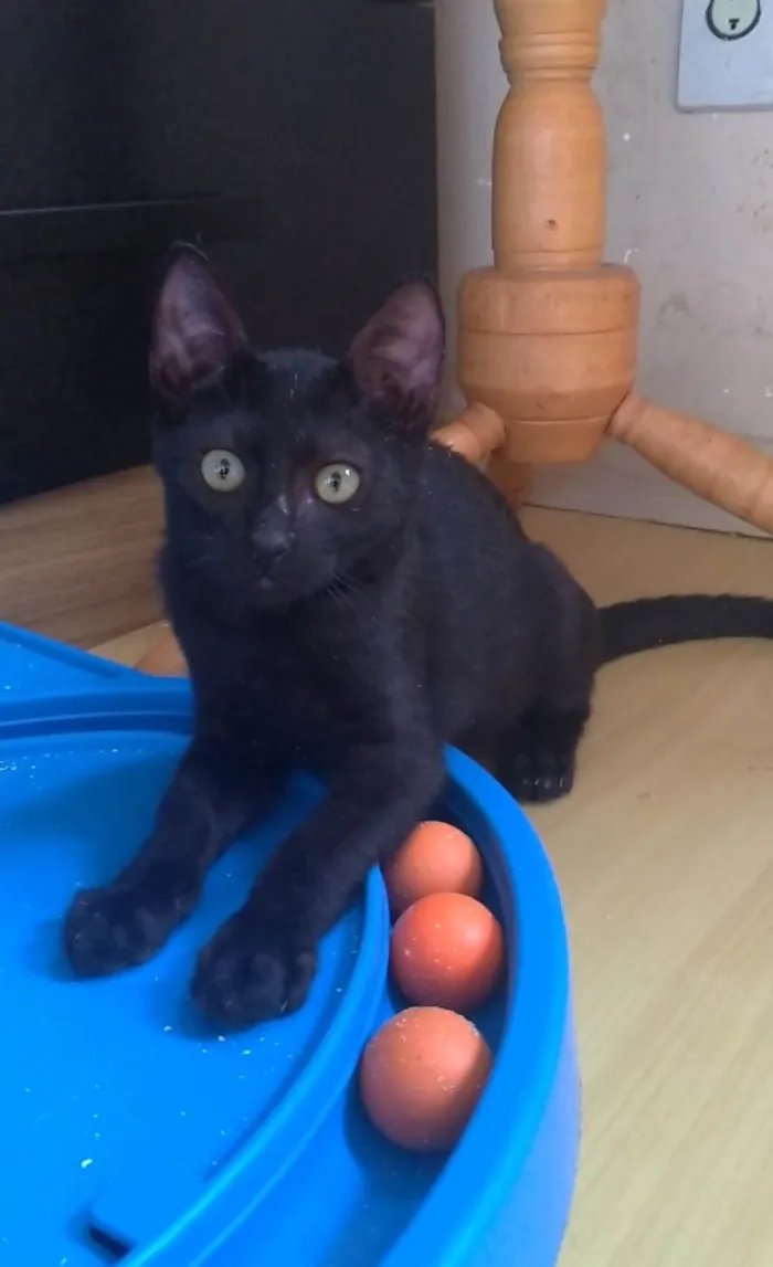 Gato ra a SRD-ViraLata idade 2 a 6 meses nome Feijão 