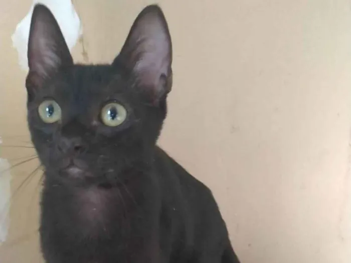 Gato ra a SRD-ViraLata idade 2 a 6 meses nome Feijão 