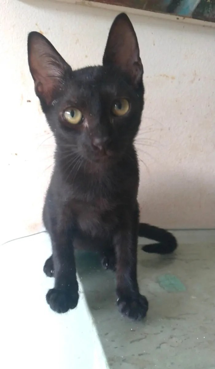 Gato ra a SRD-ViraLata idade 2 a 6 meses nome Feijão 