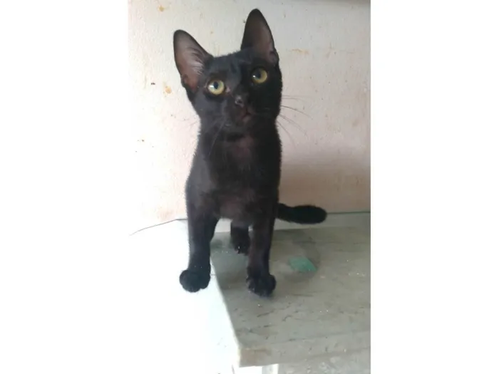 Gato ra a SRD-ViraLata idade 2 a 6 meses nome Feijão 