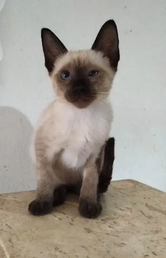 Gato ra a SRD-ViraLata idade  nome Ivy