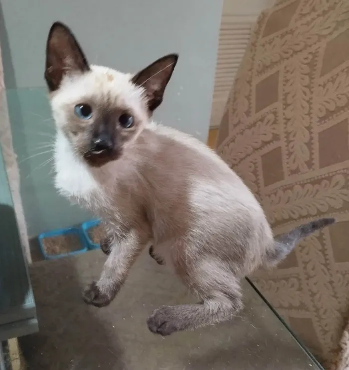 Gato ra a SRD-ViraLata idade  nome Ivy