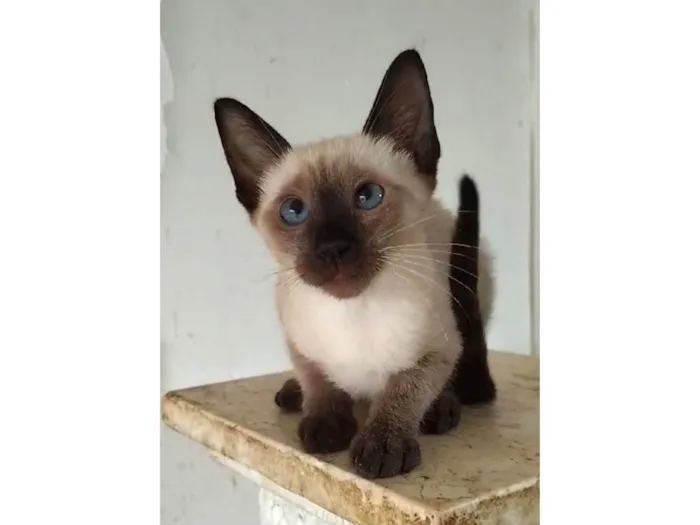 Gato ra a SRD-ViraLata idade  nome Ivy