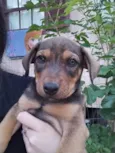 Cachorro