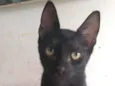 Feijão 