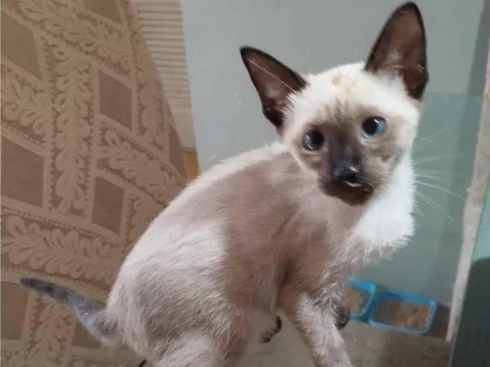 Gato ra a SRD-ViraLata idade  nome Ivy