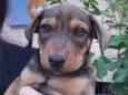 Cachorro