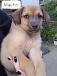 Cachorro