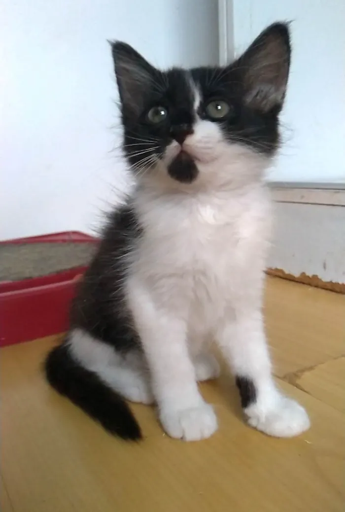 Gato ra a SRD-ViraLata idade 2 a 6 meses nome Meile