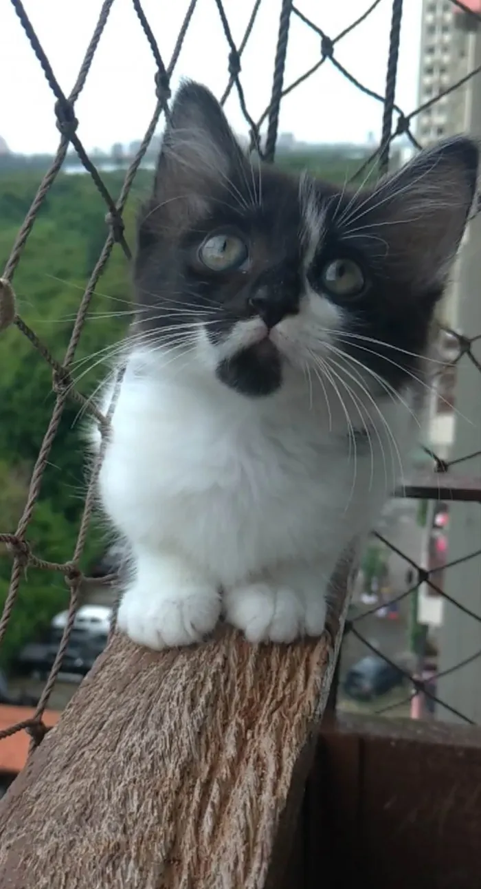 Gato ra a SRD-ViraLata idade 2 a 6 meses nome Meile